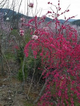 능수홍도화