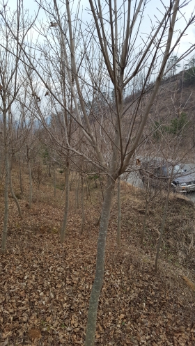 산딸.(준비중임)