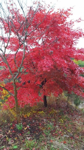 청.홍단풍나무  묘목3년생